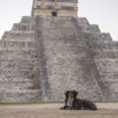 Perro chichen