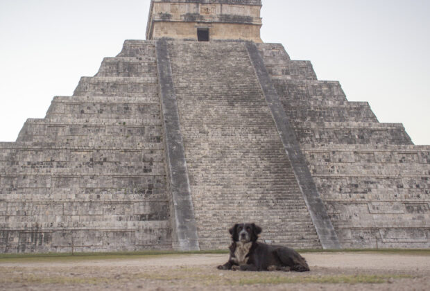 Perro chichen