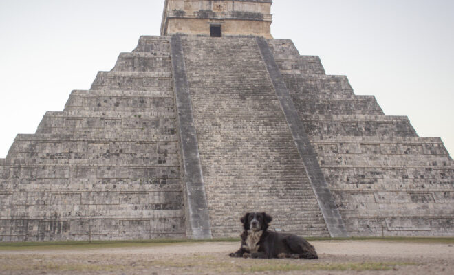 Perro chichen