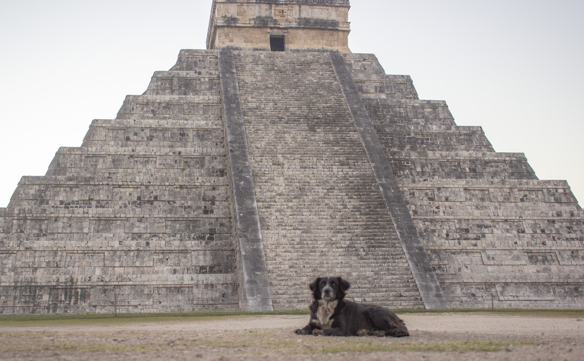 Perro Chichen