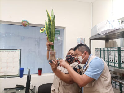 Inspección cultur