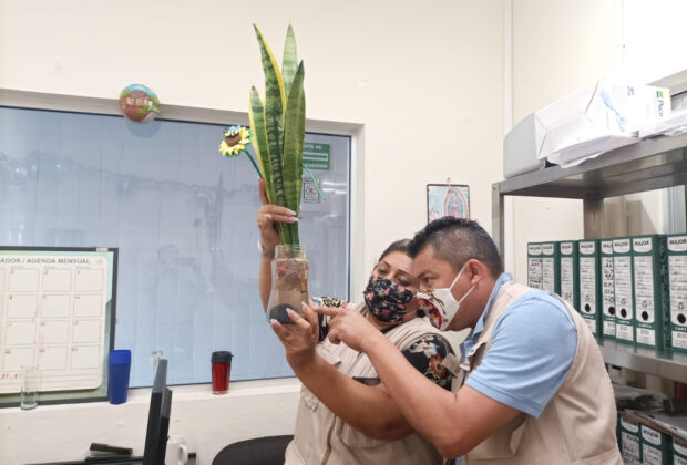 Inspección cultur