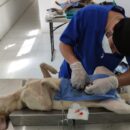 Esterilización