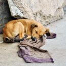 Abandoned dog lying on the groun