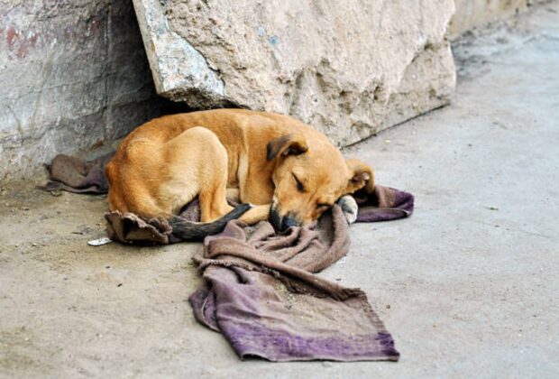 Abandoned dog lying on the groun