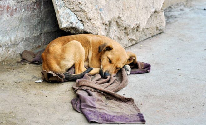 Abandoned dog lying on the groun