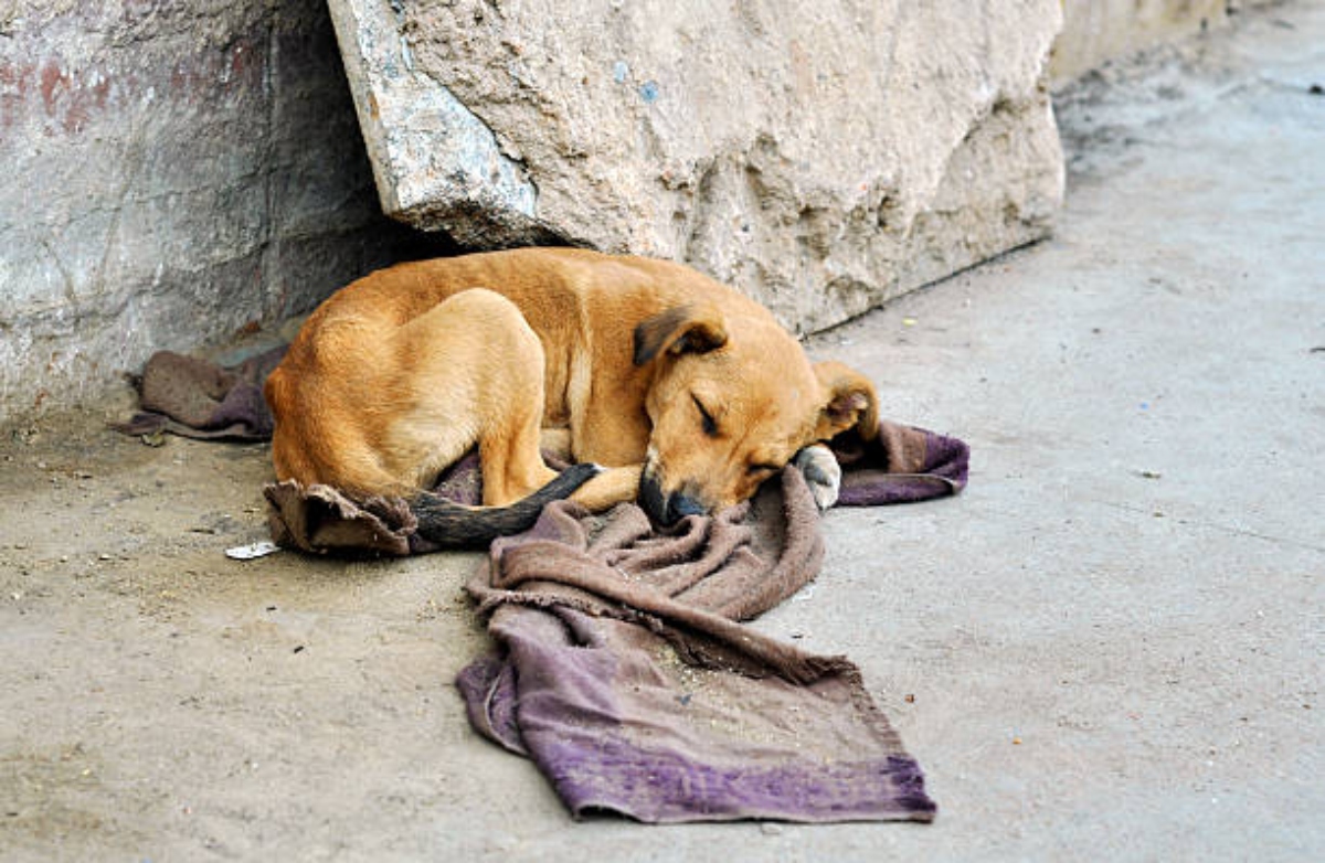 Abandoned Dog Lying On The Groun