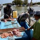 Pescadores sisal