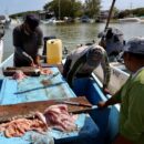 Pescadores Sisal