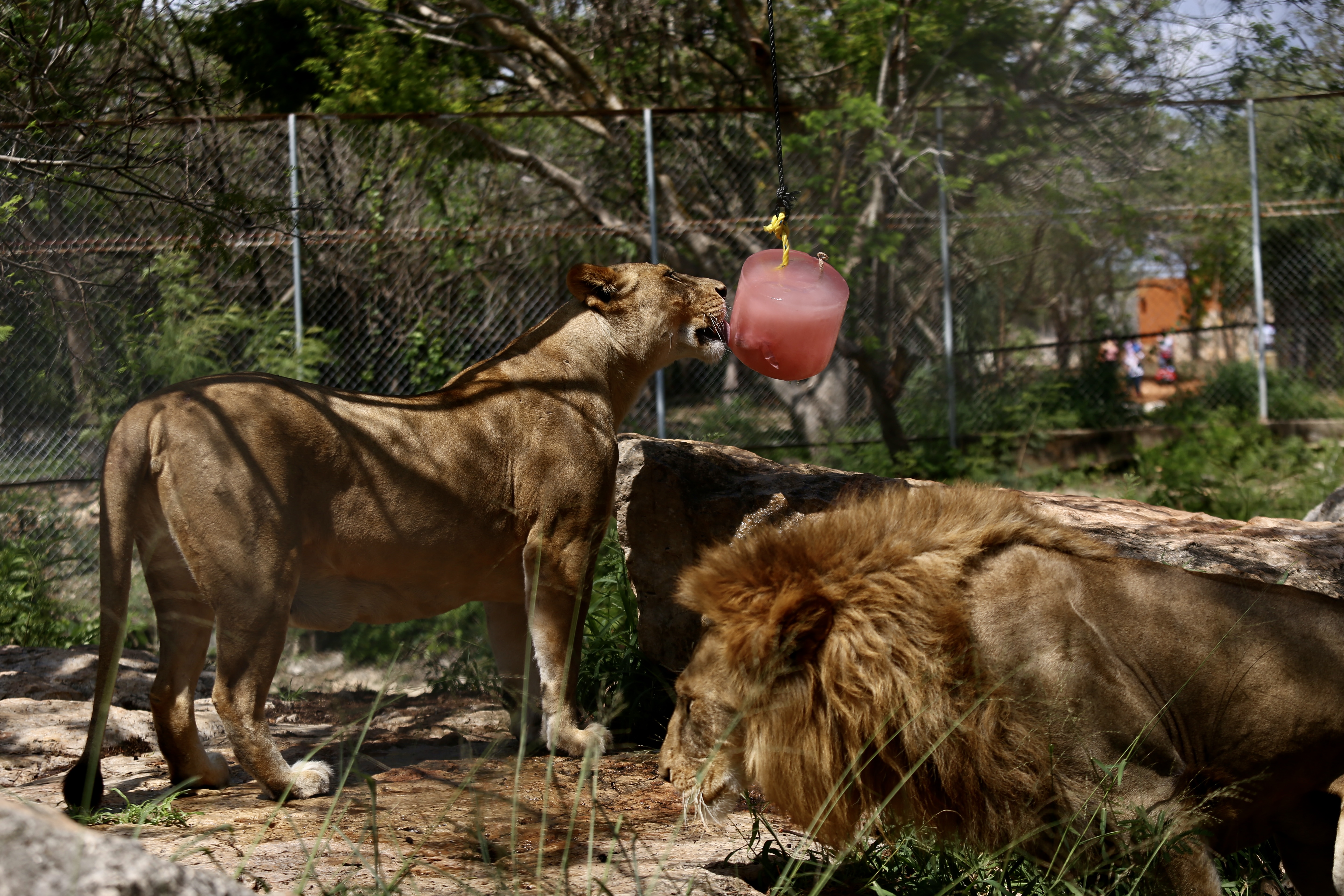 leones