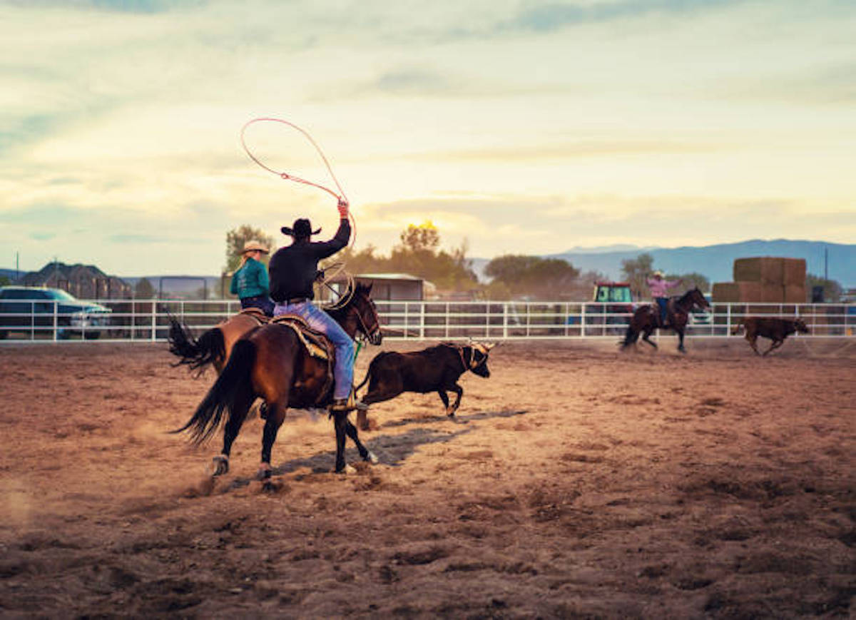 Team Roping Rodeo Action