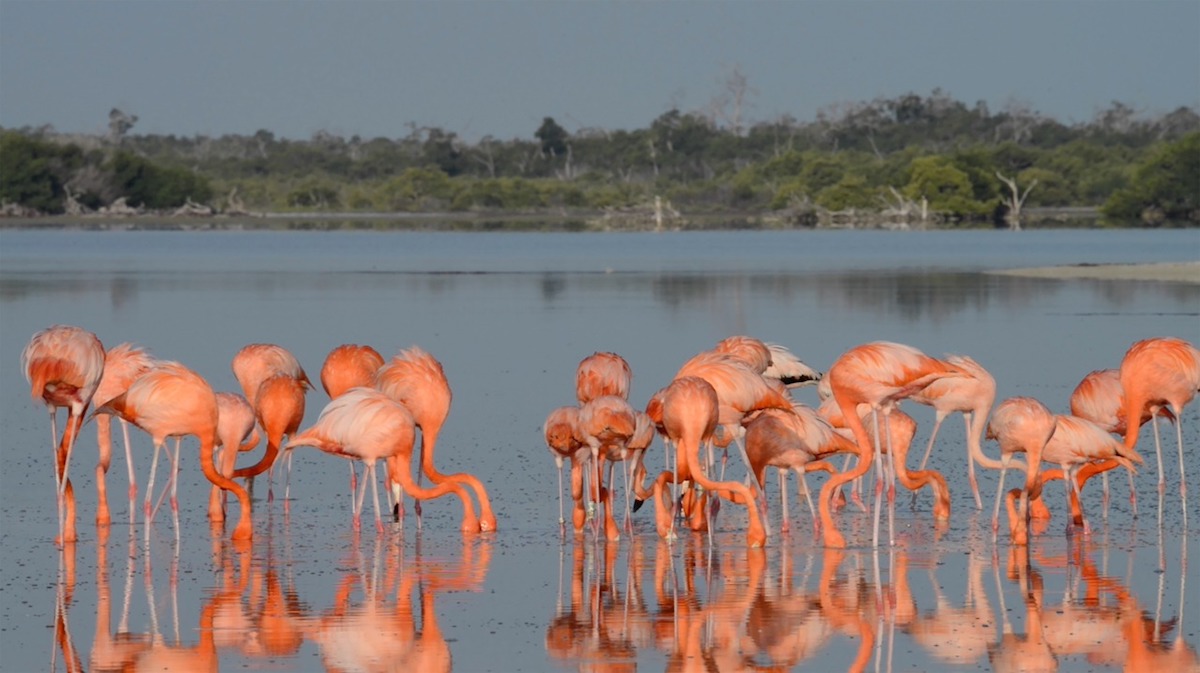 Flamencos Rosados 3