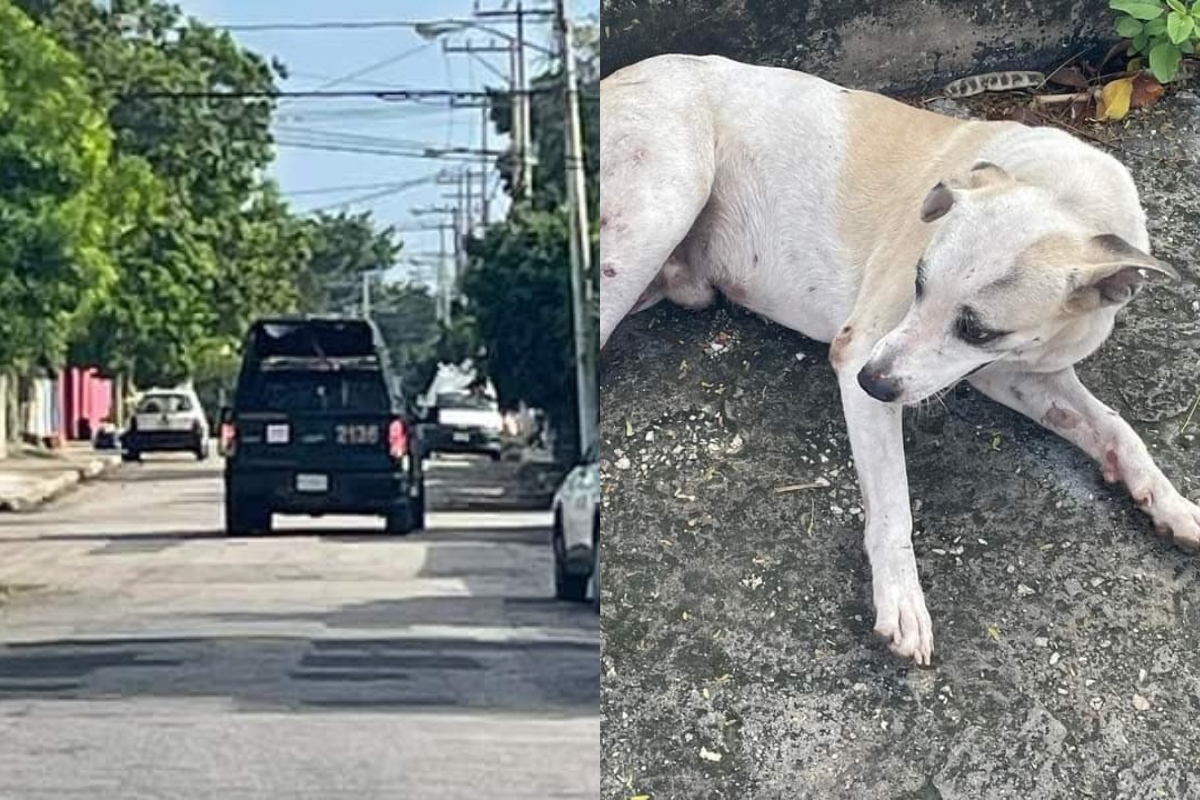 Perrito Mercedes Barrera