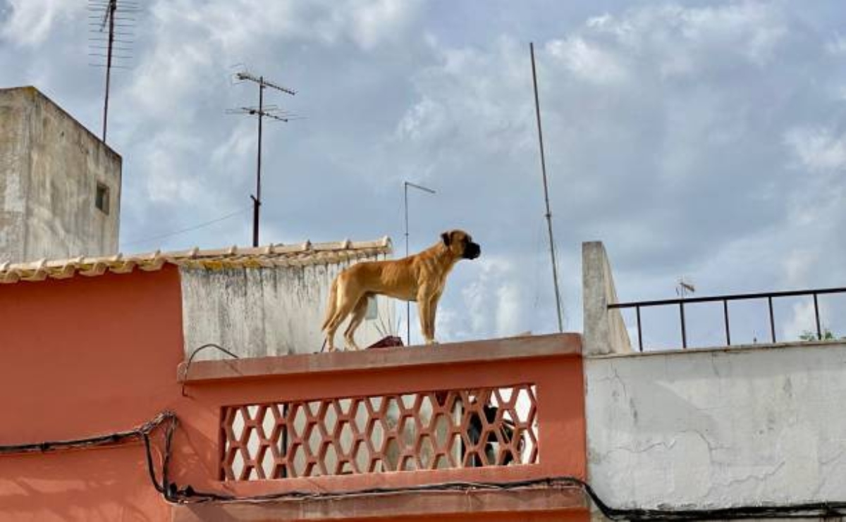 Perro En La Azotea