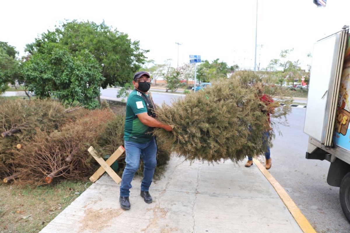 Arboles De Navidad Acopip