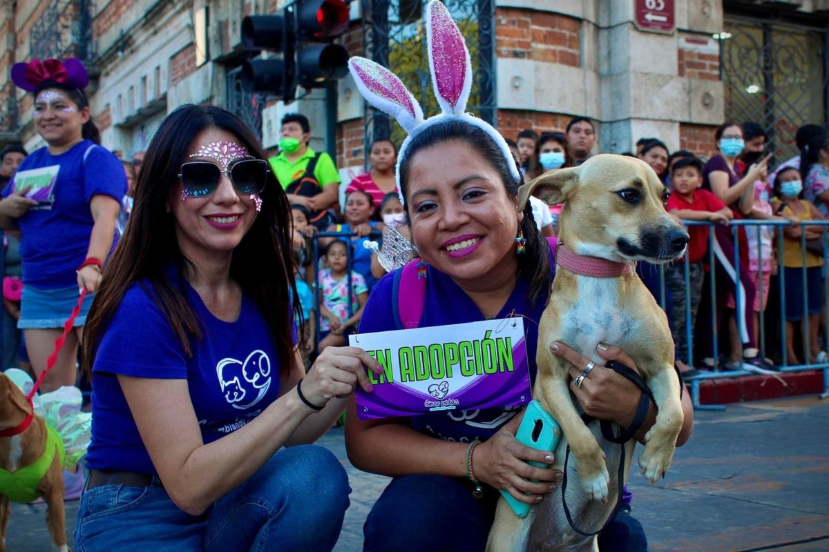 Adopción Perritos Carnaval