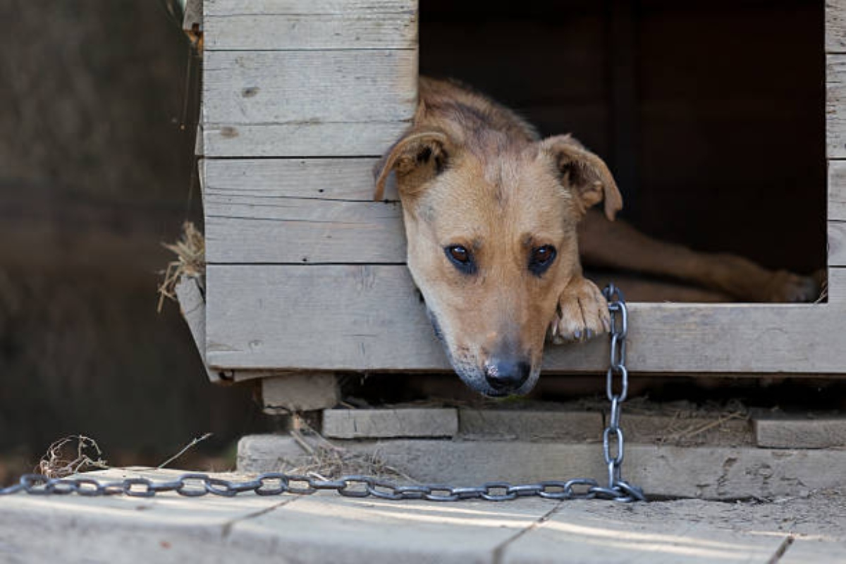 Crueldad Animal Yucatan