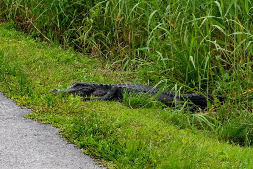 The Alligator Crawling From The Reed. Everglades National Park, Florida.