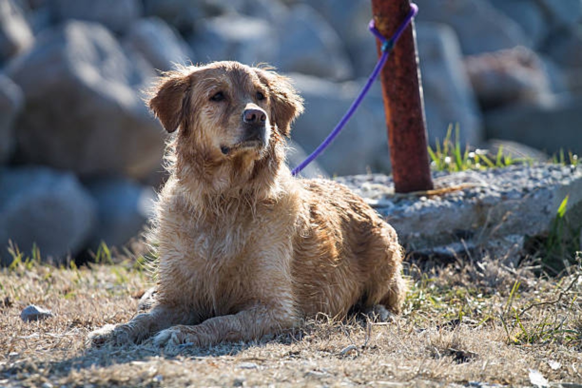 Perro En El Sol (1)