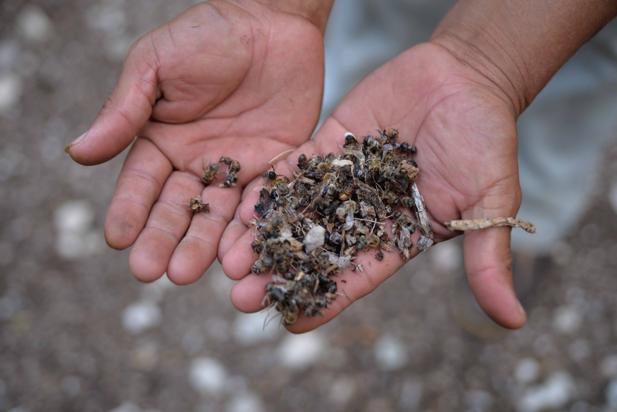 Abejas Muertas