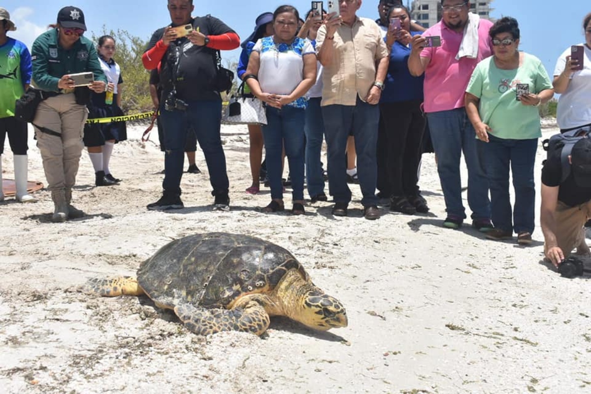 Tortuga Liberada