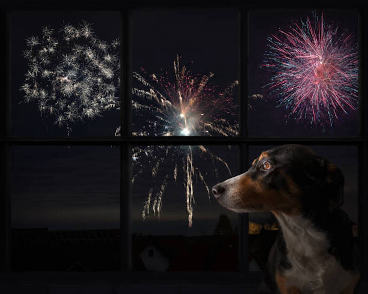 Dog Looks Out The Window And Watching The Fireworks, Appenzeller Sennenhund