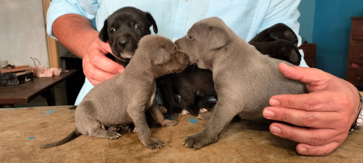 Perritos Kukulcán