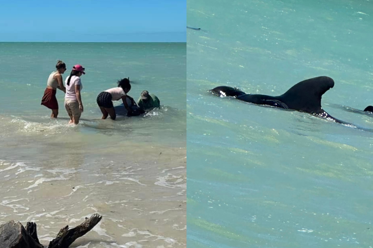 Ballenas En Celestun (2)