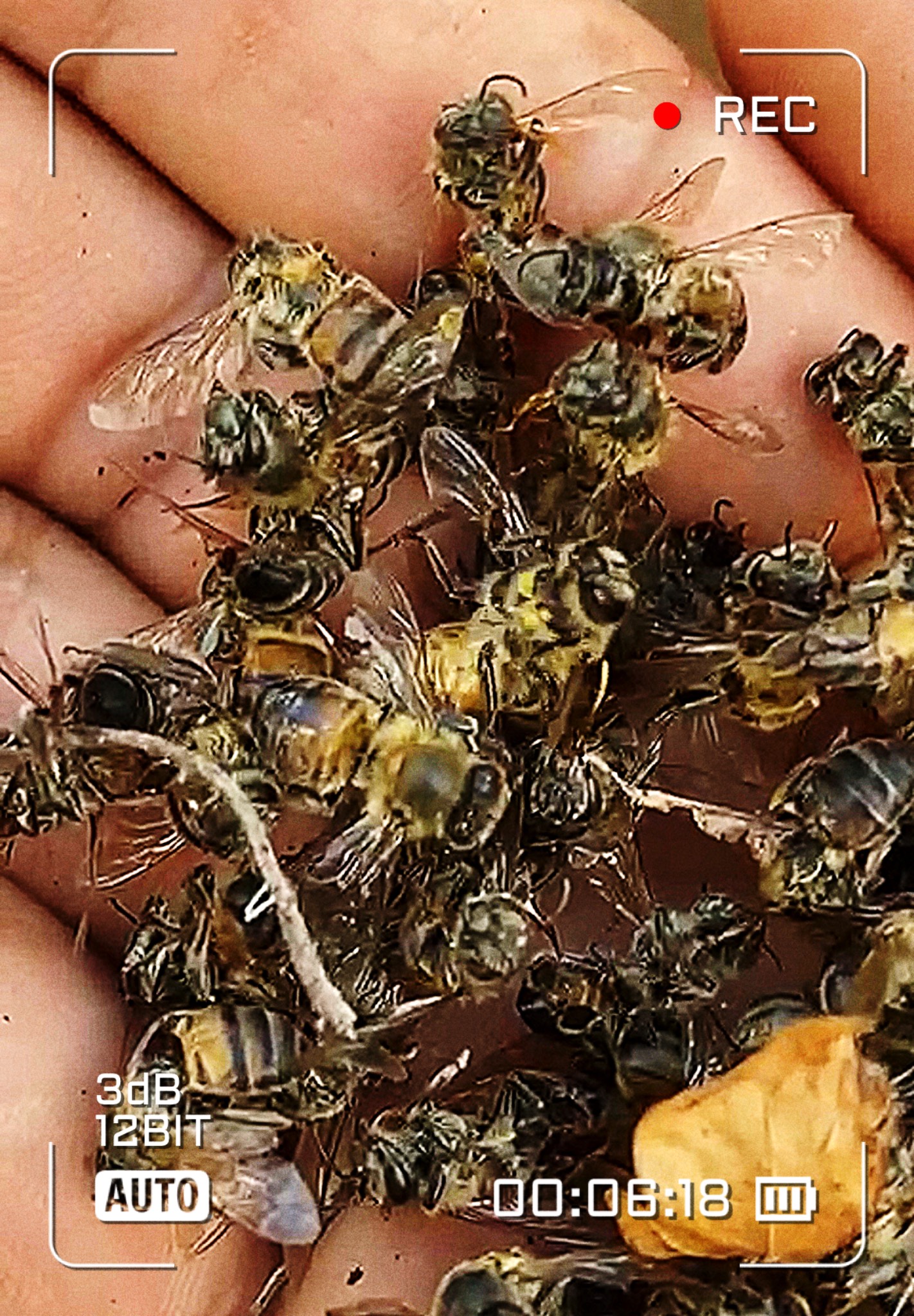 Abejas