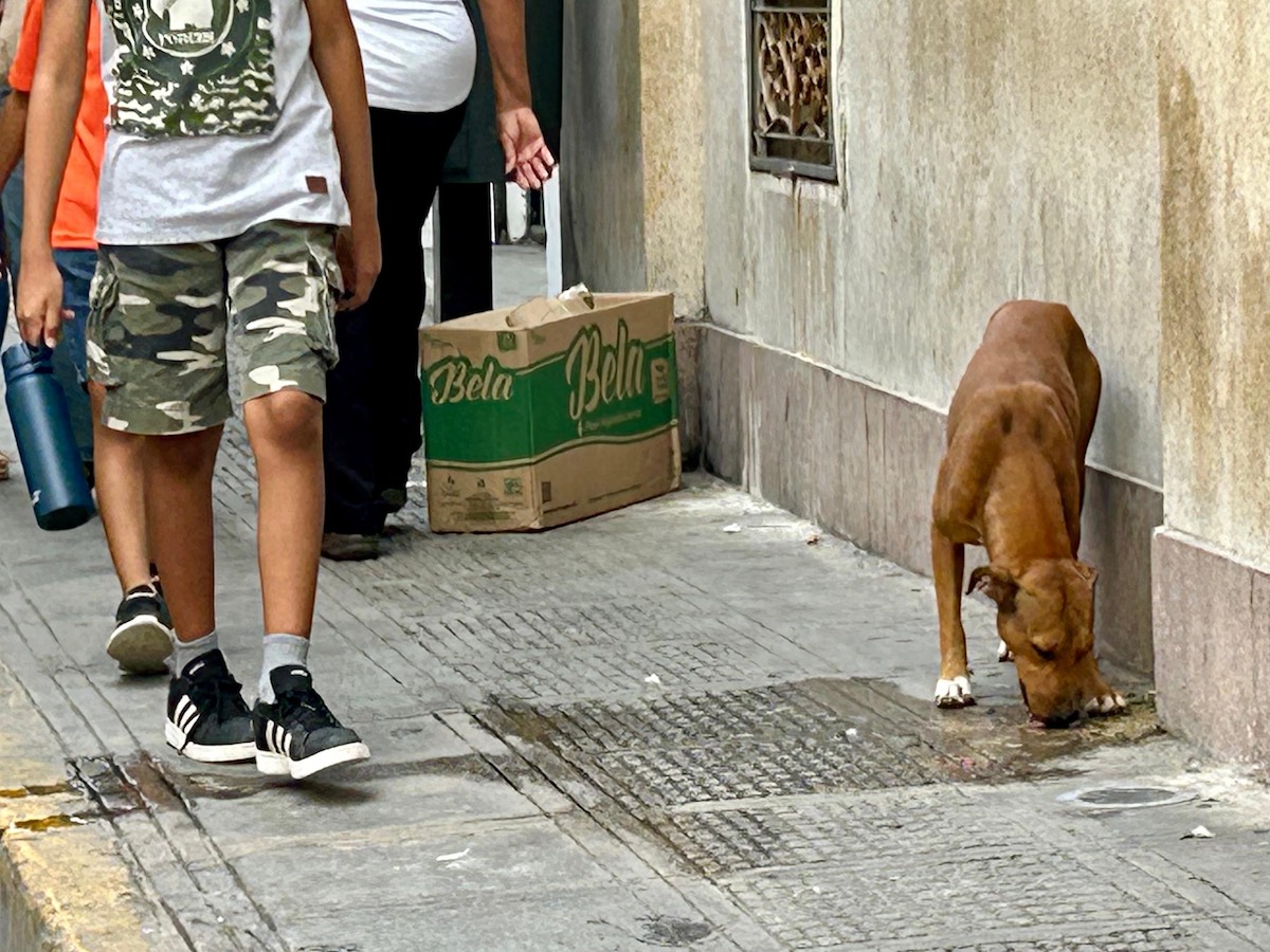 Perro