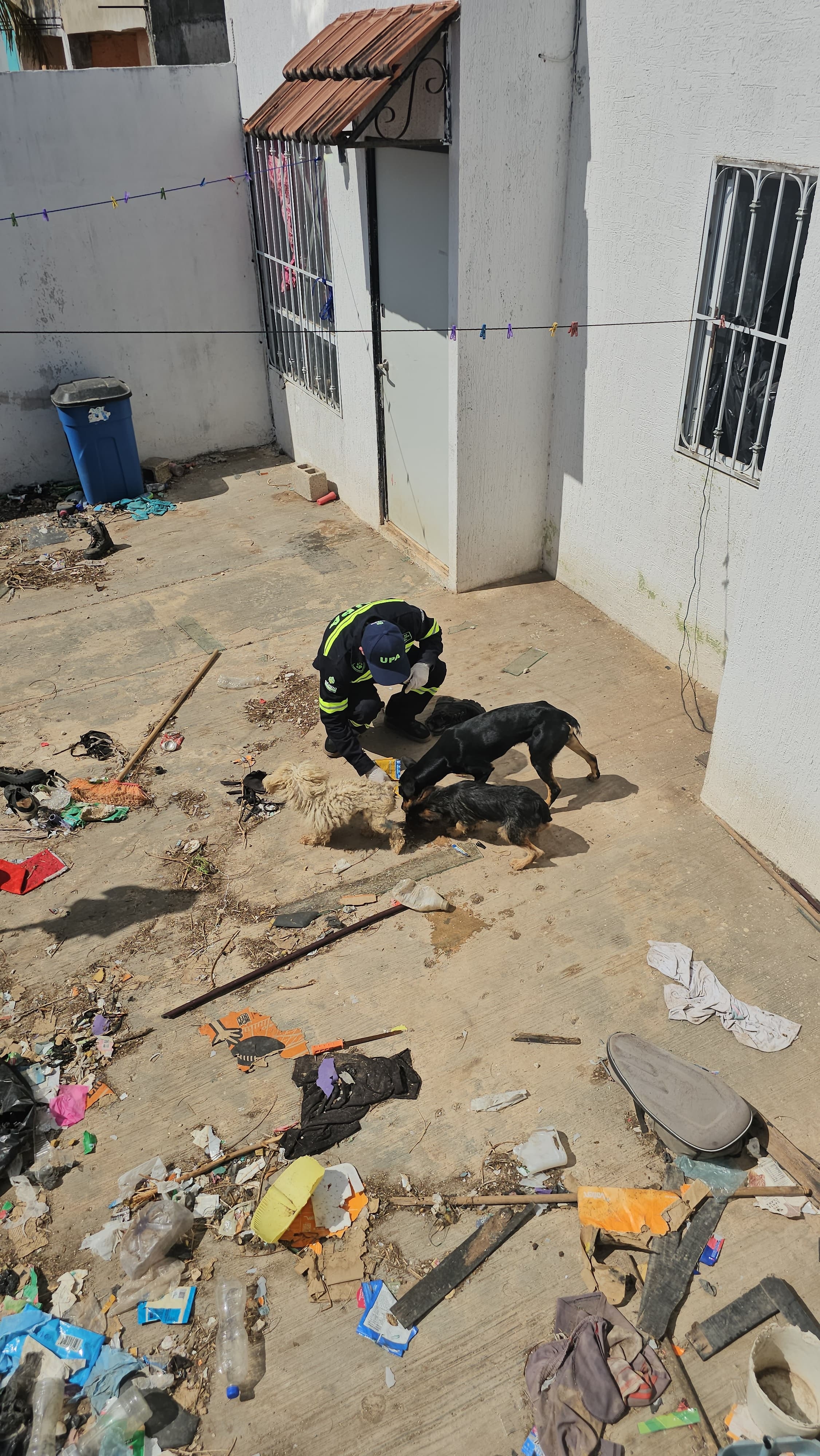 Perros Caucel (1)