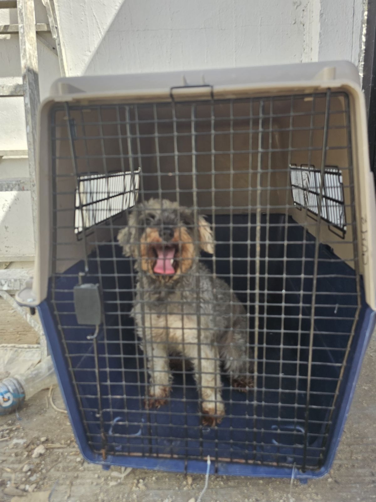 Perros Caucel (2)