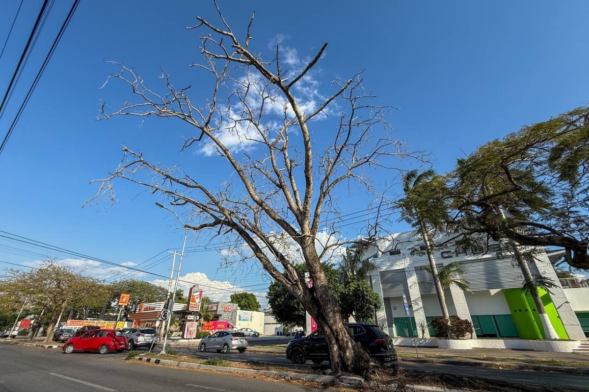 Arbol seco (1)