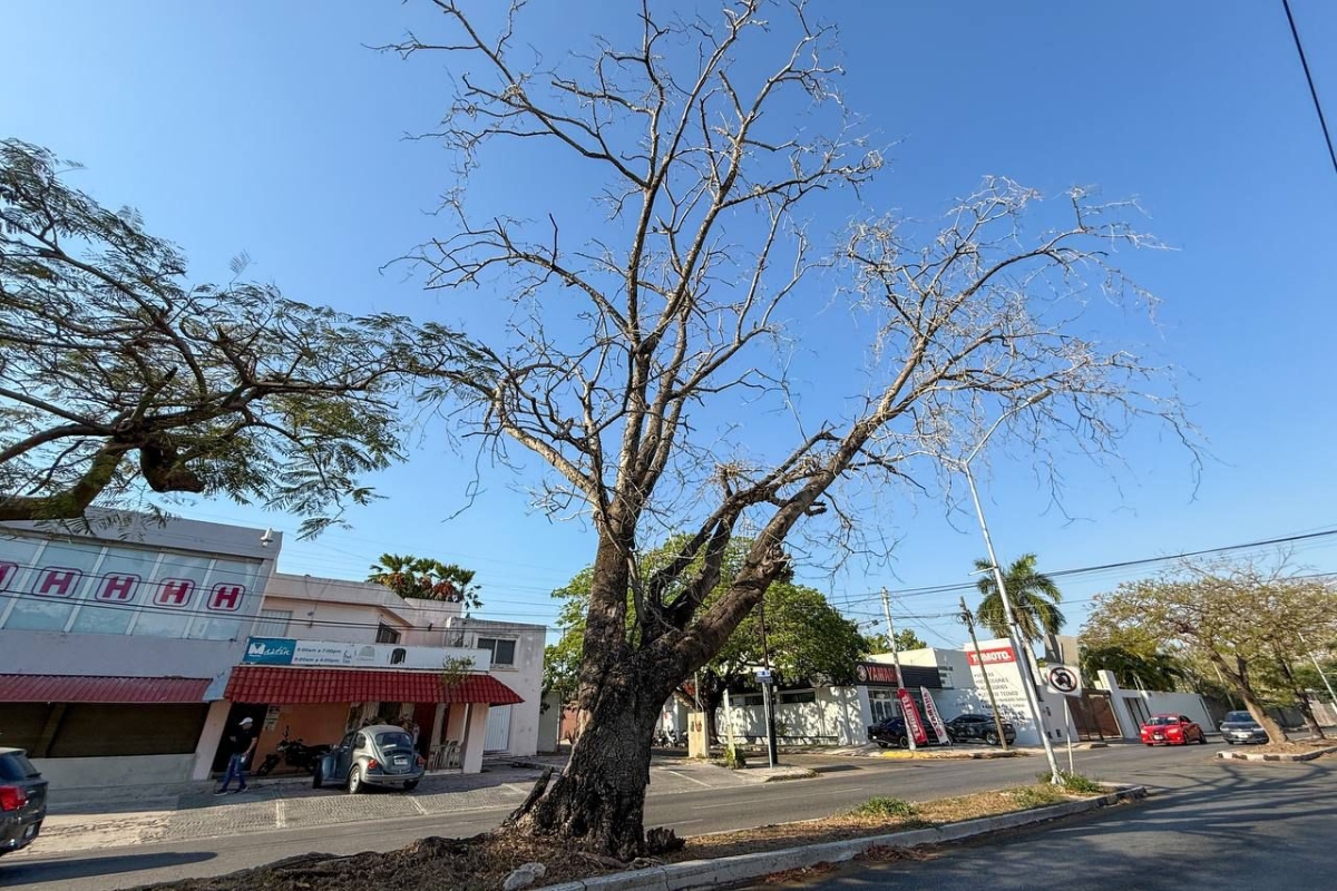 Arbol seco