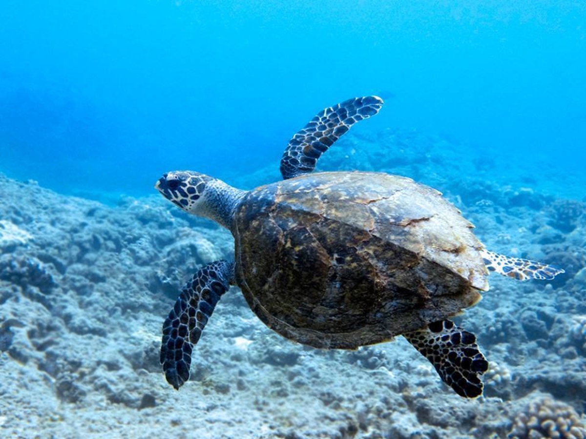 Tortuga carey rio lagartos