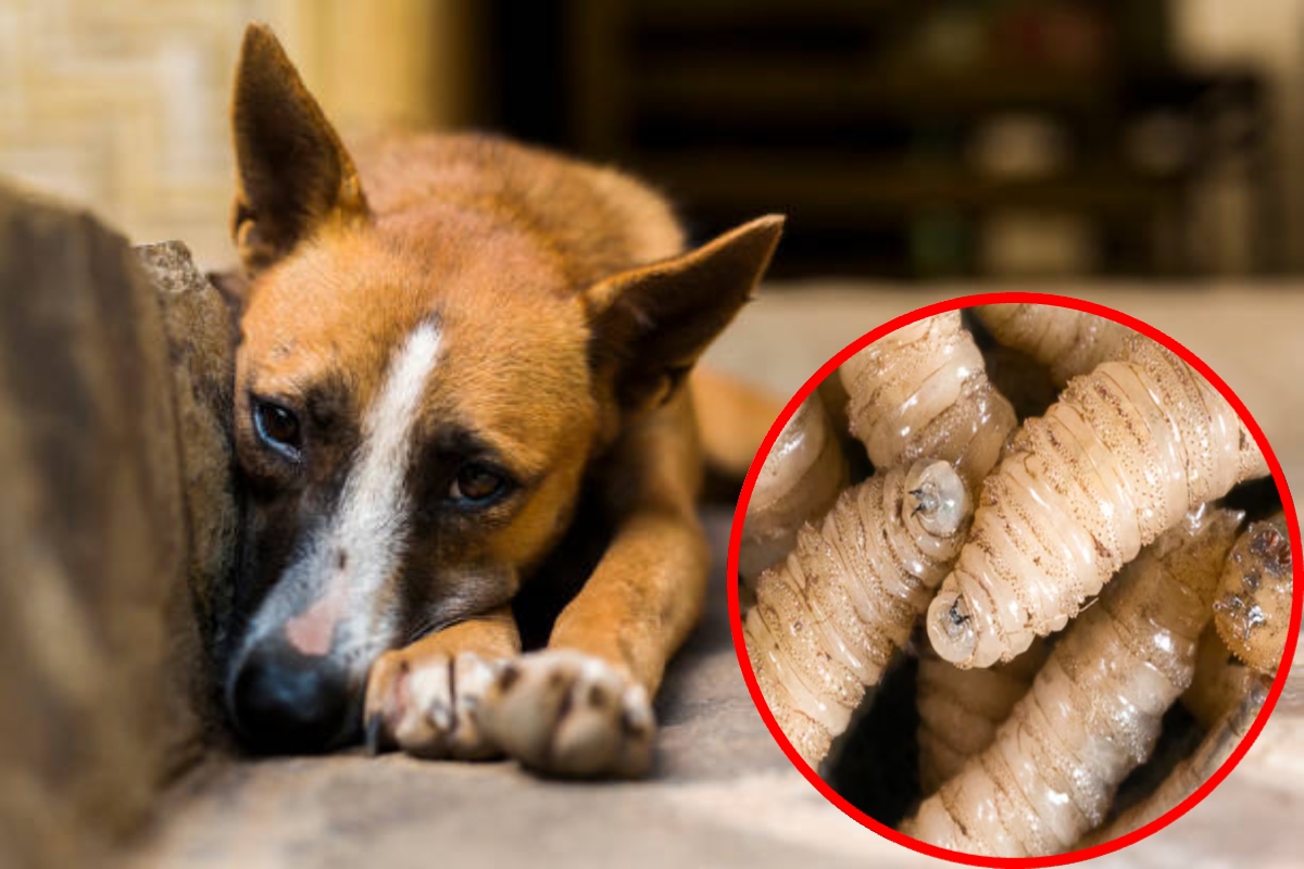 Gusano barrenador perro yucatan