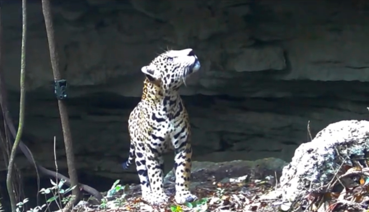 Jaguar cenote