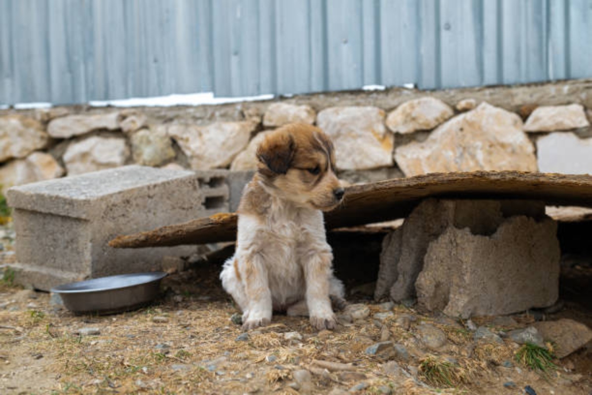 Maltrato animal merida