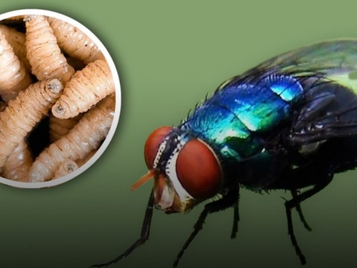 Mosca gusano barrenador