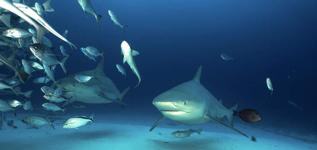 Mayan sharks