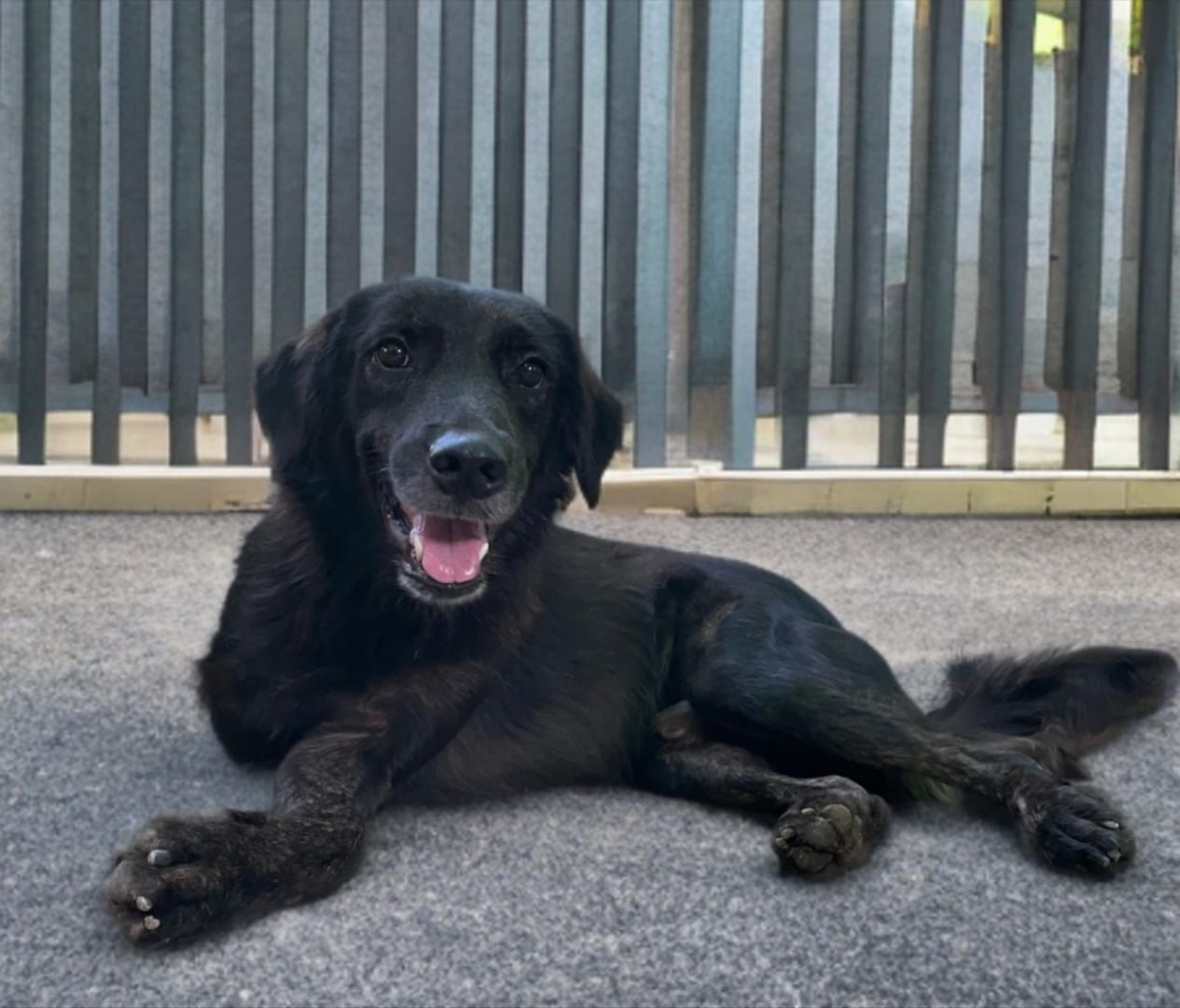 Negrito