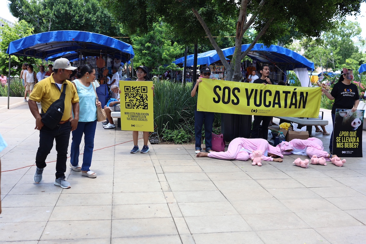 Protesta cerdos