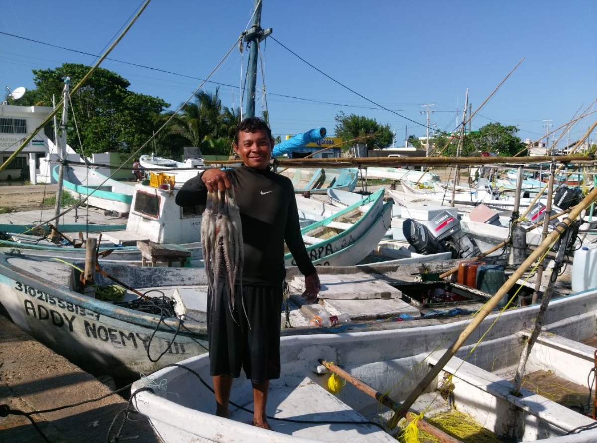 Temporada pulpo yucatan