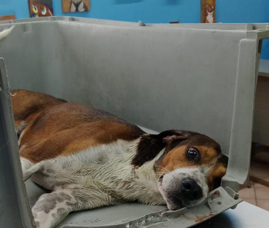 Perrito