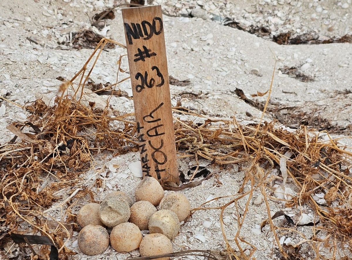 Tortugas telchac (1)