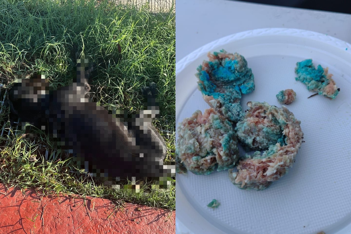 Gran san pedro cholul (1)