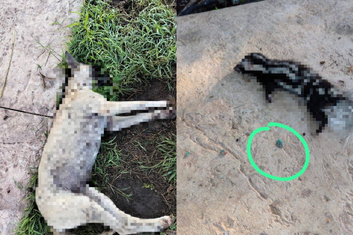 Gran san pedro cholul