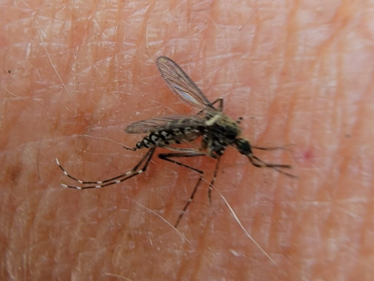 Mosquito de la cienega
