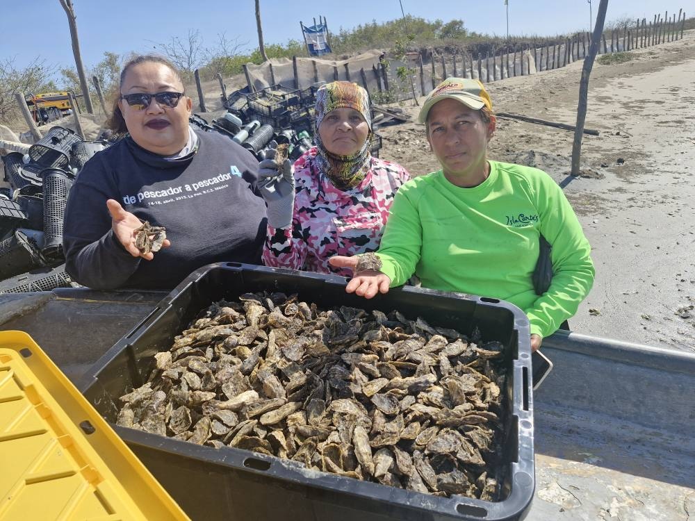 Almejeras de santa cruz