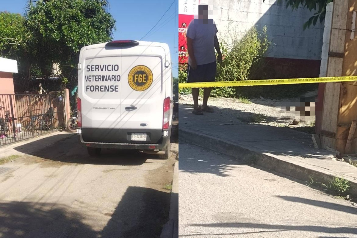 Perro baleado sitpach fotor 20251020141951